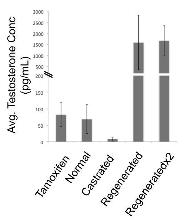 figure-results-3 Gráfico de barras de concentraciones de testosterona en todas las condiciones; tamoxifeno, castración, regeneración.