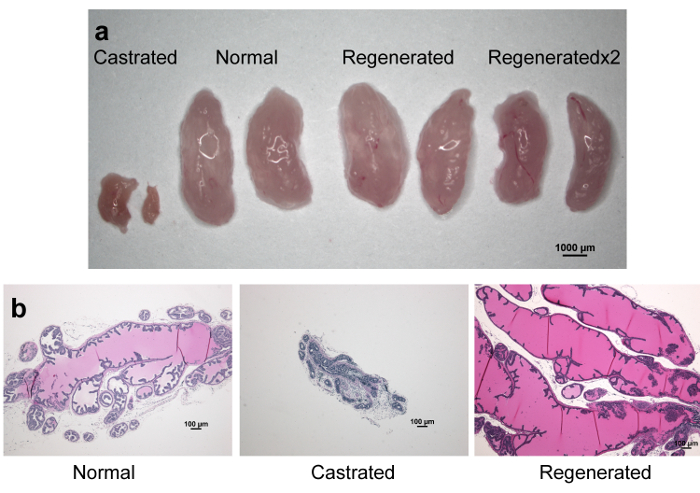 figure-results-4 Estudio de regeneración del tejido testicular; muestras de tejido y portaobjetos histológicos; comparación regenerativa.