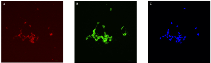 figure-results-1 Fluorescence microscopy images showing red, green, blue emission in cellular analysis.