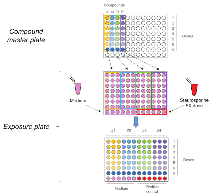 figure-results-2 Compound dilution process; exposure plate diagram for dosage analysis; experimental setup.