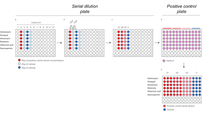 figure-results-4 Serial dilution and control plate setup; drug concentration effects in microtiter wells; experimental chart.