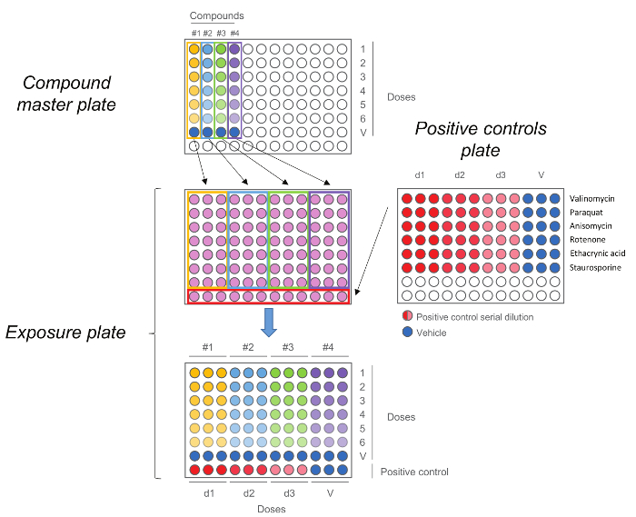 figure-results-5 Compound dose-response setup; microplate diagram for drug screening; positive control and vehicle.