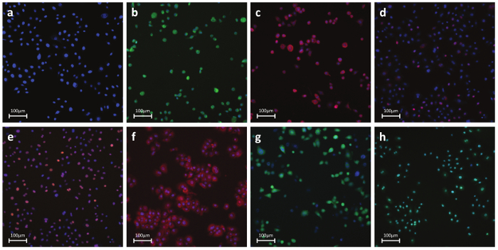 figure-results-6 Fluorescence microscopy images showing cell staining; multicolor markers indicate different cell components.