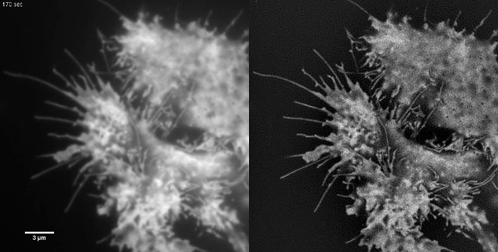 figure-results-9 荧光显微镜图像、细胞形态学研究、细胞结构分析,高分辨率。