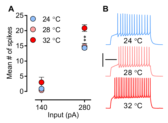 Neural spike activity vs. temperature; input current (pA) and spike count; graph and plot analysis.