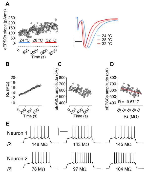 Electrophysiology results: eEPSCs amplitude/slope variation with temperature (24-32°C); neuron input resistance.