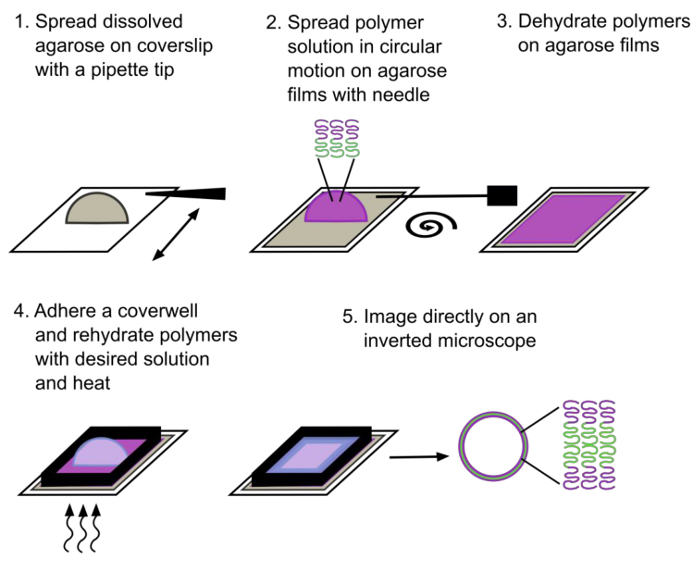 Polymer film preparation diagram; agarose spreading, dehydration, microscopy imaging steps.