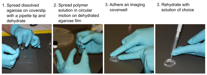 Agarose film preparation and rehydration process diagram with polymer spreading setup.