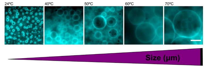 Microscopy image series showing temperature-dependent bubble size increase from 24°C to 70°C.