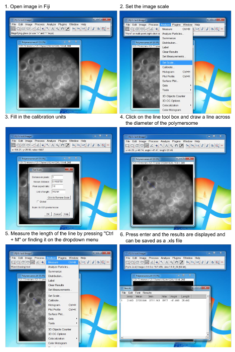 Fiji software image analysis steps, measuring polymersome diameter, results .xls format.