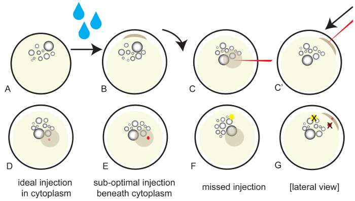 Injection techniques in cytoplasm; diagram illustrating optimal and sub-optimal methods.