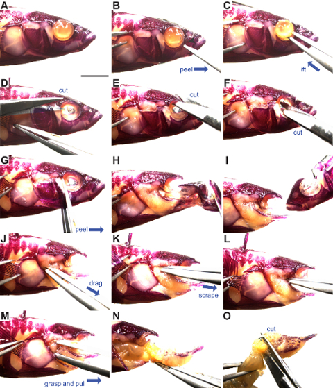 figure-protocol-2