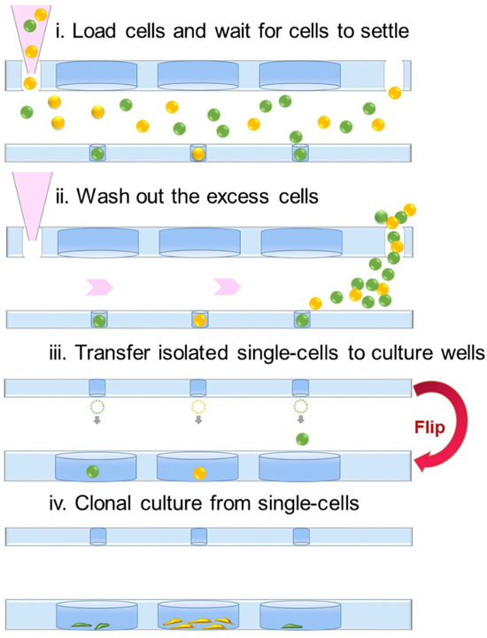 figure-results-1 Cell isolation process diagram; steps in single-cell clonal culture setup and washing technique.