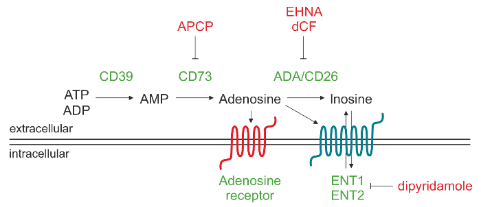 figure-introduction-1 Adenosine metabolism pathway diagram with enzyme interactions and inhibitors impacting ATP to inosine conversion.