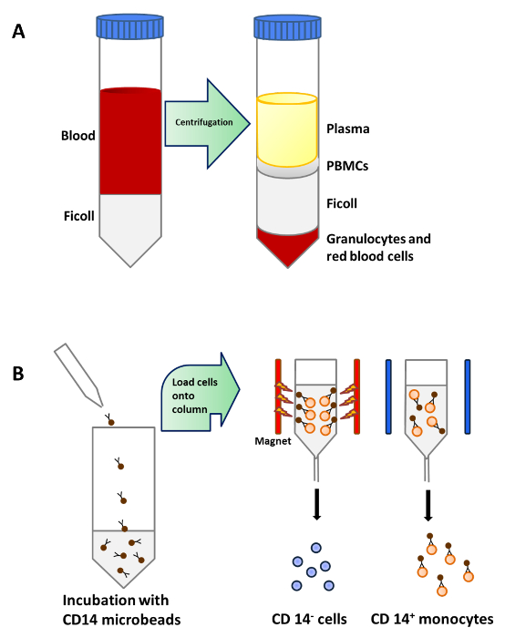 figure-results-1 Centrifugation diagram for PBMC isolation, CD14 microbead incubation, magnetic cell separation.