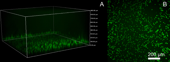 Confocal microscopy images of 3D cell culture: spatial distribution at 200 µm; fluorescence intensity.