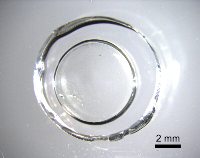 Microscopy of zebrafish egg, embryo development, 2 mm scale, biological research.