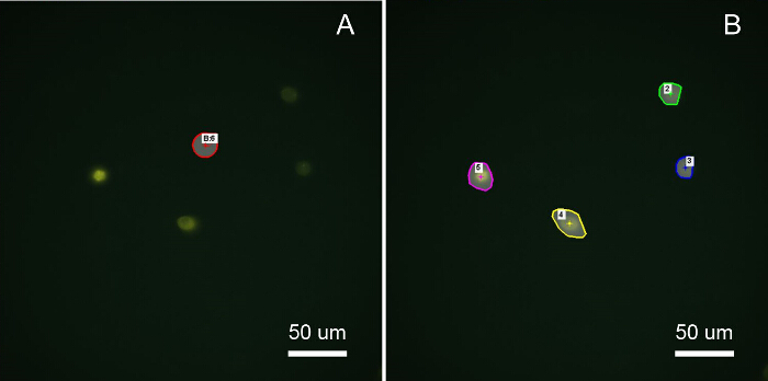 Fluorescence microscopy, bead tracking; diagram, particle identification, size scale 50 um.