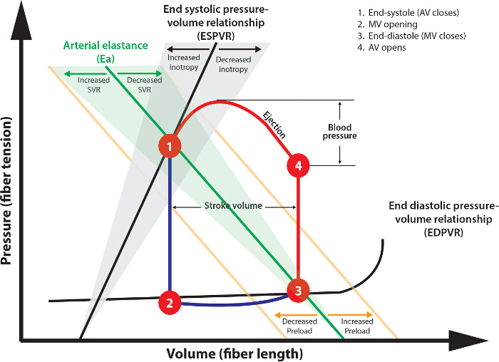 Cardiac cycle pressure-volume diagram, illustrating ESPVR and EDPVR relationships, stroke volume.