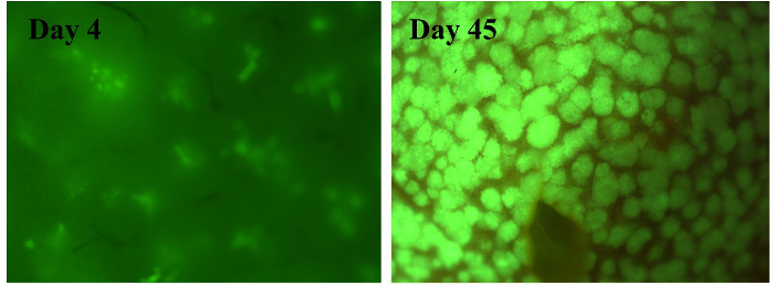 Cell growth microscopy, fluorescence images comparing day 4 vs day 45 culture development.