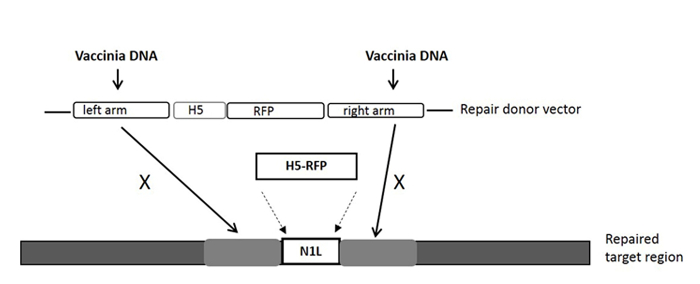 figure-results-1 Vaccinia DNA repair diagram, donor vector integration, gene editing process, N1L target region.