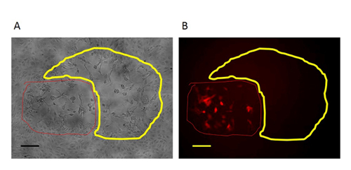 figure-results-3 Cell morphology analysis; microscopy images; fluorescence signal comparison; cellular structures.