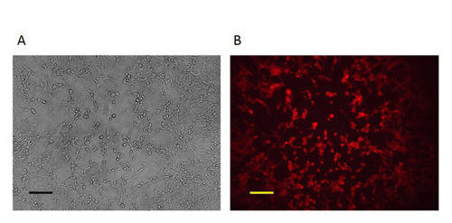 figure-results-4 Cell culture comparison; bright-field (A) vs. fluorescence microscopy (B), cellular morphology.