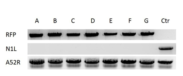figure-results-5 Western blot diagram; protein expression analysis; lanes labeled A-G, Ctr; RFP, N1L, A52R bands.