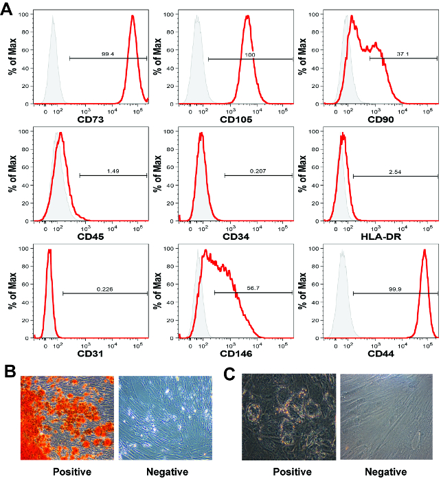 figure-results-4 Gráficos de análise de citometria de fluxo de marcadores de CD; resultados de diferenciação celular; imagens de microscopia.