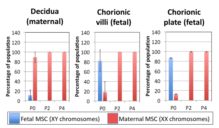 figure-results-5 Porcentagem da população de MSC de decídua e tecido fetal no gráfico de barras comparando os cromossomos XY e XX.