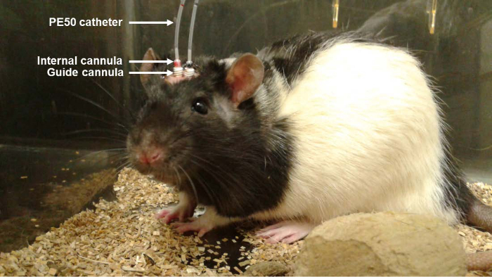 Rodent with cannula implantation for brain research, showing PE50 catheter and guide cannula setup.