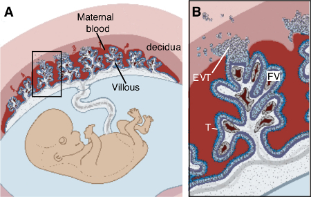 figure-results-1 Placental structure diagram; villous section; maternal blood flow; fetal development process.