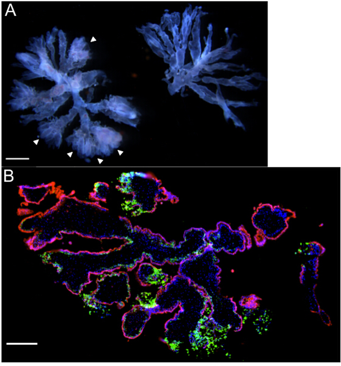 figure-results-2 Fluorescence microscopy images, tissue structure analysis, dyed cellular components, histological study.