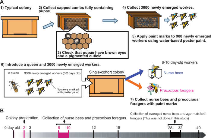 figure-results-1 Bee colony setup and worker collection; diagram detailing pupae preparation, marking, and role allocation.