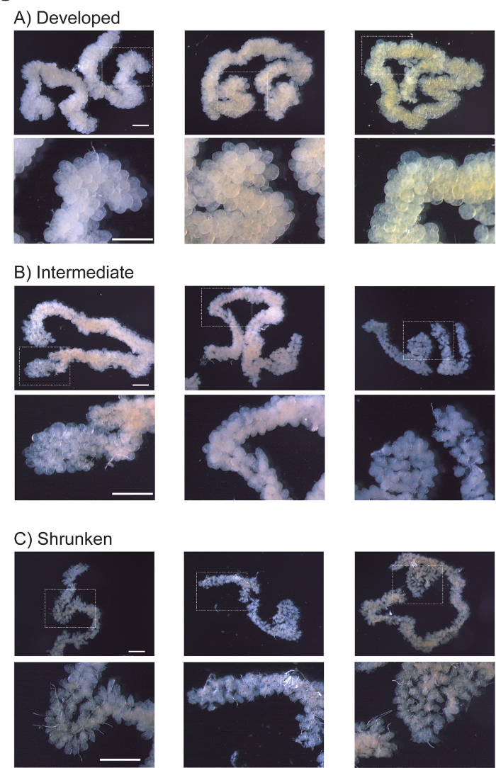 figure-results-2 Developmental stages of coral larvae; microscope images, developmental biology, growth comparison.