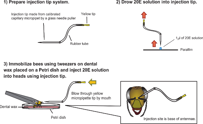 figure-results-4 Bee injection process with micropipette; diagram shows 20E solution delivery to bee head, step-by-step.