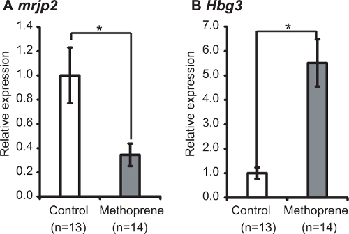 figure-results-6 Bar graph; mrjp2, Hbg3 expression comparison in control vs. Methoprene; statistical analysis.