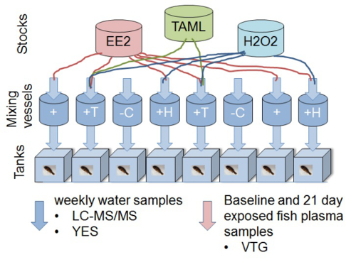 Experimental setup diagram: water testing tanks, chemicals EE2, TAML, H2O2, LC-MS/MS analysis.