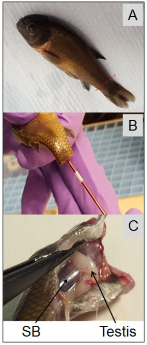 Fish dissection workflow; (A) fish specimen, (B) sample extraction, (C) organ identification.