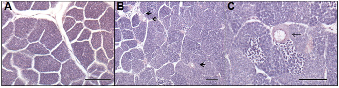 Muscle histology sections; transverse view; stained; examine tissue structure, cellular detail.