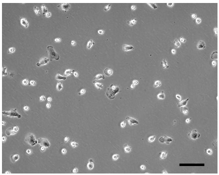 培养细胞的显微镜检查；生物学研究；细胞形态学分析；细胞培养观察。