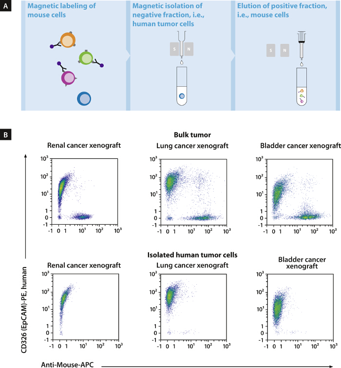 figure-results-2 Magnetic cell separation diagram; flow cytometry results of cancer xenografts; tumor cell isolation.