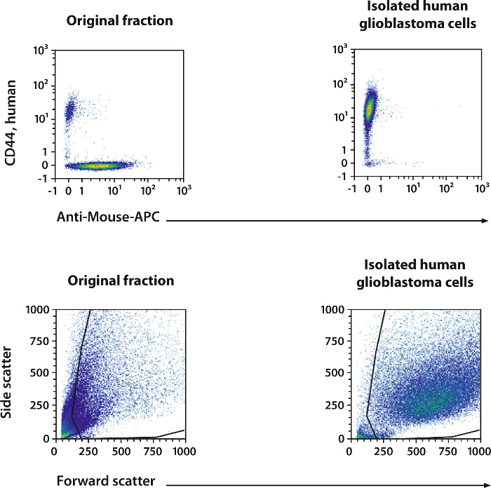 figure-results-3 Flow cytometry scatter plots; CD44, Anti-Mouse-APC staining of original vs glioblastoma cells.