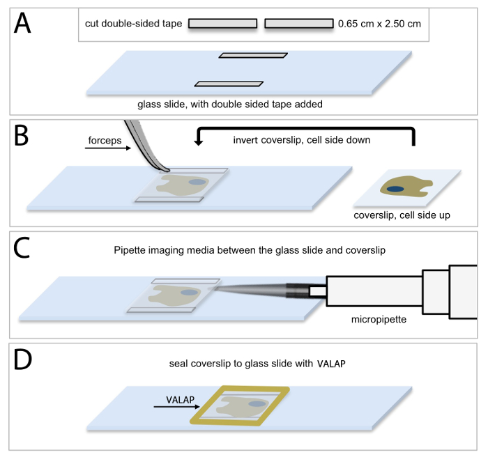 figure-results-1 Microscopy slide preparation diagram showing mounting medium, coverslip inversion, and sealing process.