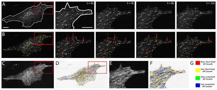 figure-results-2 Cellular microtubule dynamics over time; fluorescence microscopy, temporal growth chart, image panels A-G.