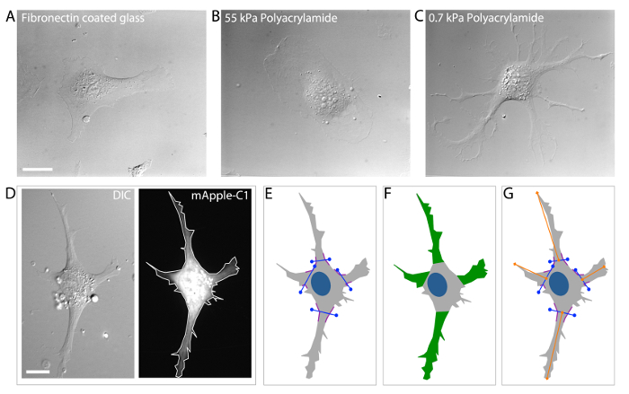 figure-results-3 Cell morphology on various substrates; microscopy images A-C, DIC and fluorescence in D; analysis in E-G.