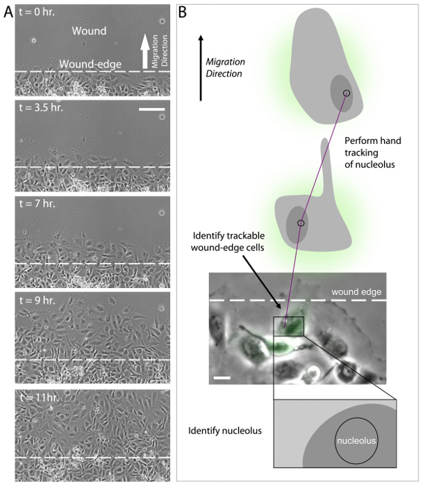 figure-results-4 Wound healing assay, tracking cell migration direction, microscopy image showing nucleus identification.