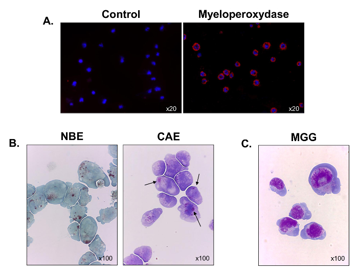 figure-results-3 Microscopy of myeloperoxidase staining, neutrophil enzymatic activity; cytochemical analysis at x20, x100.