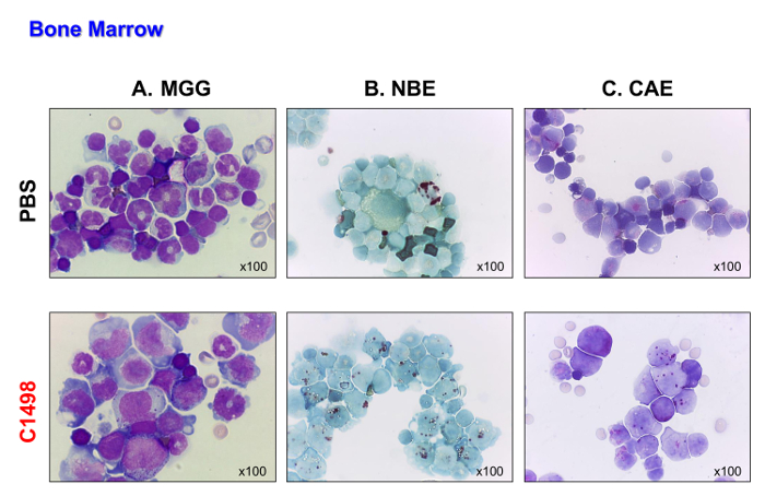 figure-results-4 Bone marrow cell morphology comparison, stained slides, MGG, NBE, CAE, 100x magnification, microscopy.