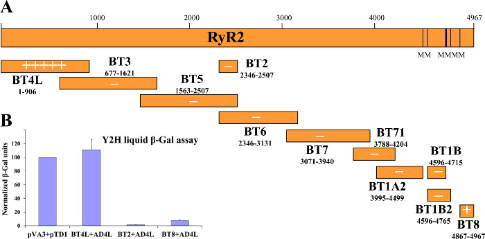 RyR2 protein mapping diagram and Y2H β-Gal assay graph; visualizing domain interactions.
